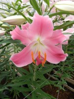 [5250 Queenfish No02.JPG]